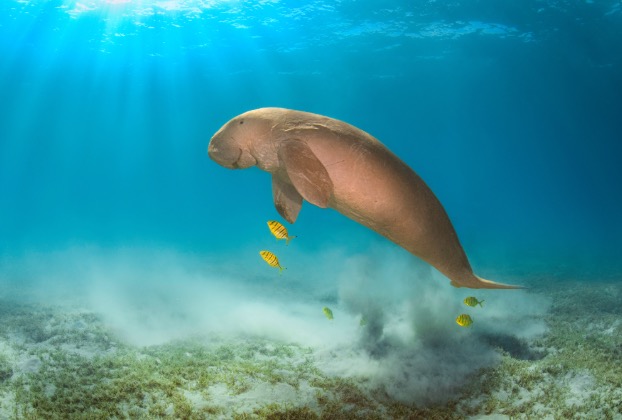 Manatee swimming underwater with fish nearby.