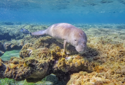 Manatee swimming underwater near coral reef