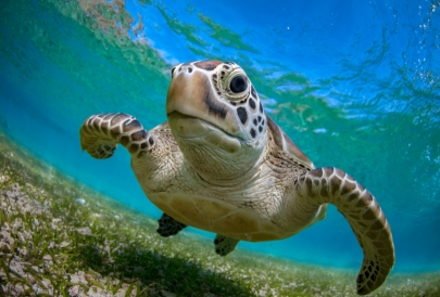 Sea turtle swimming in clear blue water